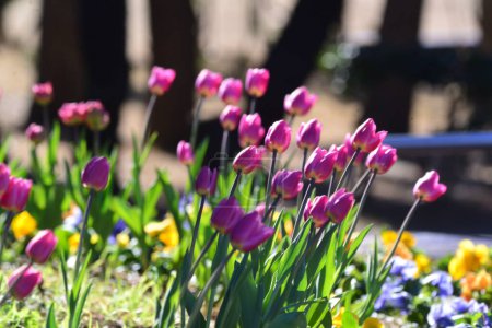 Arrangement floral coloré, tulipes rouges, jaunes, violettes et roses soufflant dans le vent