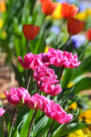 Bunte Blumenarrangements, rote, gelbe, lila und rosa Tulpen, die im Wind wehen