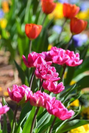 Bunte Blumenarrangements, rote, gelbe, lila und rosa Tulpen, die im Wind wehen