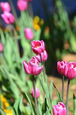 Colorido arreglo floral, tulipanes rojos, amarillos, morados y rosados que soplan en el viento