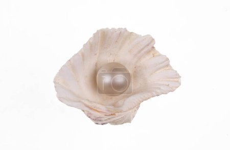 Foto de White seashell with pearl isolated on white background - Imagen libre de derechos