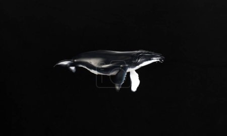 Téléchargez les photos : Whale figurine isolated on black background - en image libre de droit