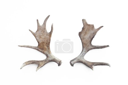 Foto de Moose horns isolated on white background - Imagen libre de derechos