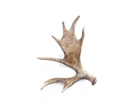 Foto de Moose horns isolated on white background - Imagen libre de derechos