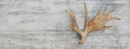 Foto de Moose horns isolated on wooden background - Imagen libre de derechos