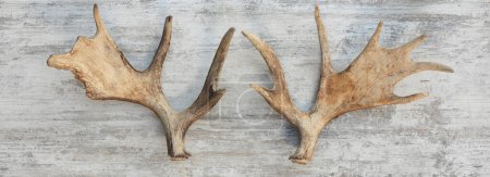 Foto de Moose horns isolated on wooden background - Imagen libre de derechos