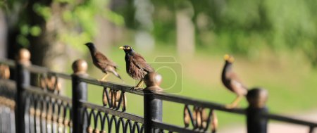 Afghan Starling Maina sur la clôture