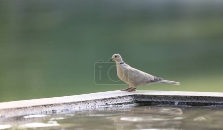 Photo for City pigeon in nature - Royalty Free Image