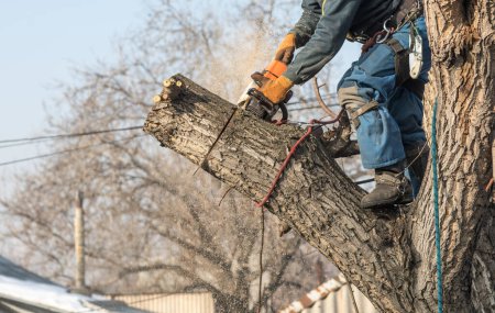 professional arborist with a chainsaw on a tree