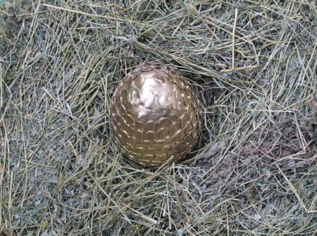 golden dragon egg on the hay