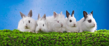 group of white rabbits on the lawn