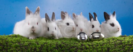 group of white rabbits on the lawn