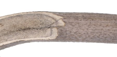 Téléchargez les photos : Corne d'animal sciée isolée sur fond blanc, texture osseuse - en image libre de droit