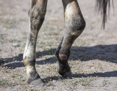 dolor en la pierna de los caballos