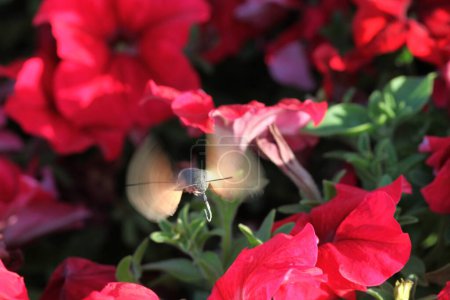 Hawkmoth butterfly flies over a flower