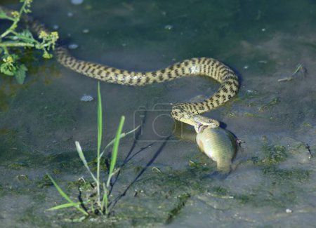 snake swallows fish in a pond