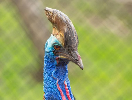 Téléchargez les photos : Grand casoar d'oiseaux africains - en image libre de droit