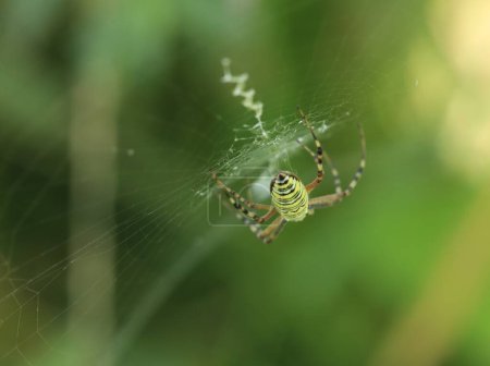 Argiope spider on the web