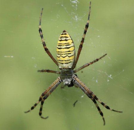Argiope spider on the web