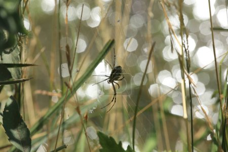 Argiope araña en la web