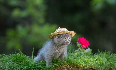 Téléchargez les photos : Chaton bleu criant, chat dans le chapeau, pelouse - en image libre de droit