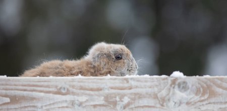 Photo for Groundhog Day, groundhog in winter,marmot - Royalty Free Image