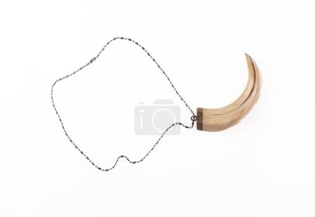 Necklace with teeth wolf on white backgrounds