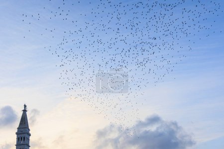 Téléchargez les photos : Un troupeau d'étourneaux vole dans la soirée comme un oiseau migrateur autour de la tour de l'église de Sainte-Euphémie dans la ville de Rovinj en Croatie - en image libre de droit