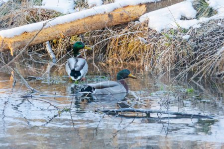Photo for Two male mallards swimming in a stream with snowy bank - Royalty Free Image