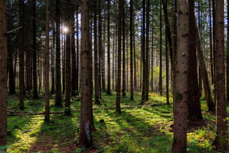 Foto de El sol de la mañana brilla en un bosque con musgo en el suelo entre los troncos de los abetos - Imagen libre de derechos