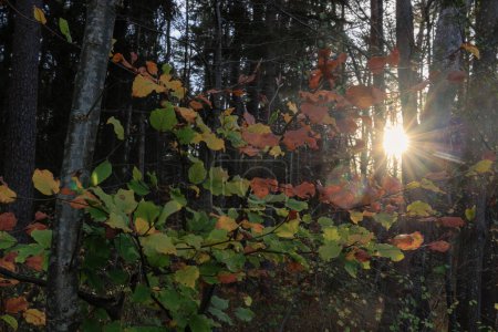 Foto de El sol naciente envía sus rayos dorados a través de los árboles en Siebenbrunn cerca de Augsburgo - Imagen libre de derechos