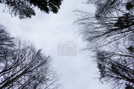 Téléchargez les photos : Sombres sommets d'arbres vus contre ciel nuageux - en image libre de droit