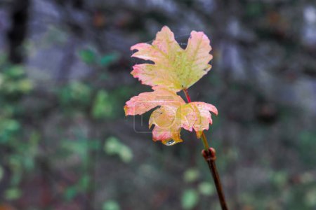 Téléchargez les photos : Deux feuilles sur une branche d'érable aux couleurs automnales avec des fils d'araignée - en image libre de droit
