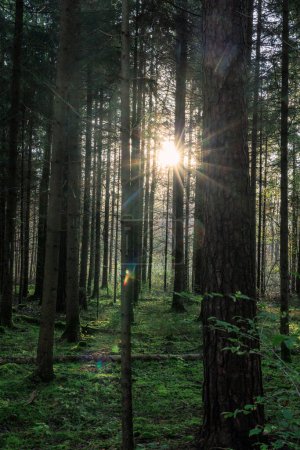 Foto de El sol de la mañana brilla en un bosque con musgo en el suelo entre los troncos de los abetos - Imagen libre de derechos