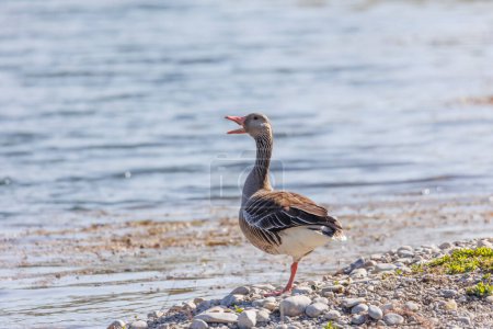Foto de Un ganso de greylag está parado en una pierna en la orilla de grava de un lago - Imagen libre de derechos