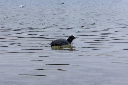 Photo for A coot swims on the water at Kuhsee near Augsburg on a winter day - Royalty Free Image
