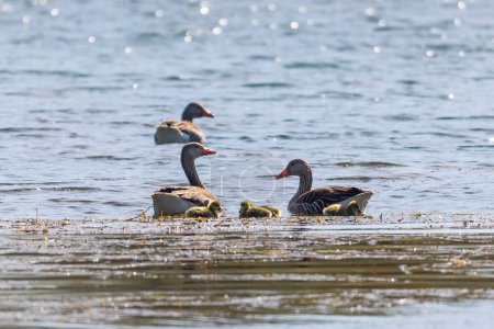Téléchargez les photos : Une famille d'oies gris-lag avec deux parents et cinq poussins nage à l'eau - en image libre de droit