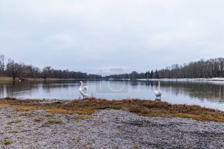 Foto de View over Kuhsee lake with seagulls ducks and swans near Augsburg on a cold gray winter day - Imagen libre de derechos