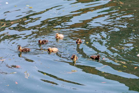 Foto de Mallard duck with mallard chicks in dirty water at Lake Garda in Italy - Imagen libre de derechos