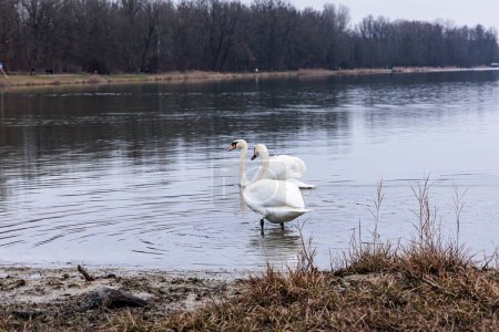Foto de Un cisne mudo nada en el agua en Kuhsee cerca de Augsburgo en un día de invierno - Imagen libre de derechos