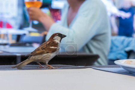 Foto de Gorriones en el café de la calle en Riva del Garda en el lago de Garda búsqueda de sobras - Imagen libre de derechos