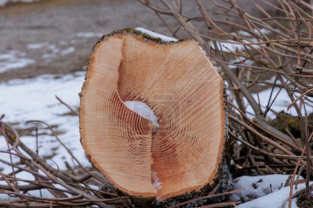 Foto de The trunk of a felled poplar tree shows a distinctive pattern on the tree disc from the teeth of the chainsaw - Imagen libre de derechos