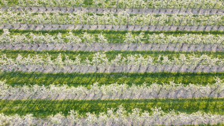 Téléchargez les photos : Verger de pommiers en fleurs à Lindau-Bodensee zone fruitière en Allemagne vu de l'air - en image libre de droit