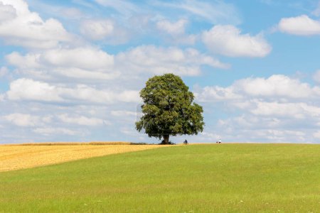 Téléchargez les photos : Cumulus cloud in blue sky over green meadow with cyclists where lonely tree stands - en image libre de droit