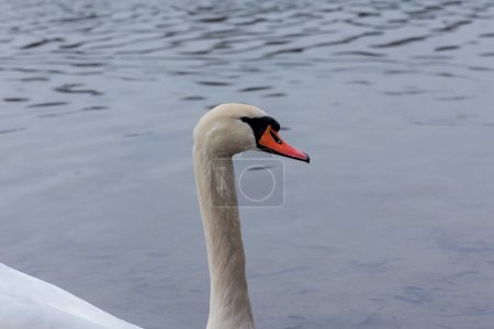 Téléchargez les photos : A Mute swan swims on the water at Kuhsee near Augsburg on a winter day - en image libre de droit