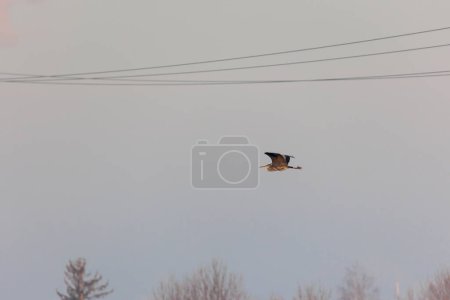 Téléchargez les photos : Un héron gris vole entre les lignes électriques à Siebenbrunn près d'Augsbourg par une matinée d'hiver glacée - en image libre de droit