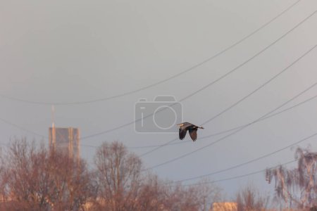 Téléchargez les photos : A gray heron flies between power lines in Siebenbrunn near Augsburg on a frosty winter morning - en image libre de droit