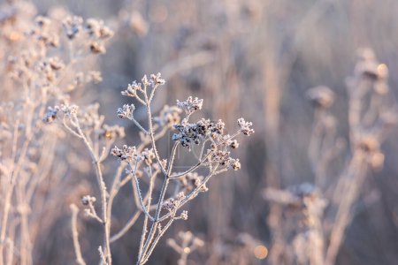Foto de Frost-covered blossoms and grasses glisten in the morning sun on the meadow orchards in Siebenbrunn near Augsburg - Imagen libre de derechos