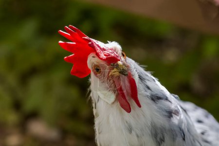 Photo for A white chicken looks at the camera in amazement - Royalty Free Image