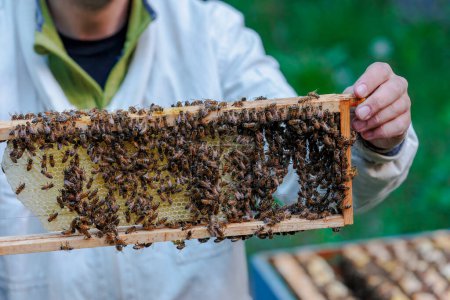 Foto de A beekeeper works with honeycombs on a bee box in Zander size - Imagen libre de derechos